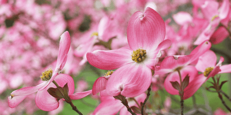 The Garden in June 2024 ‘Hot and Dry’ - Old Railway Line Garden Centre