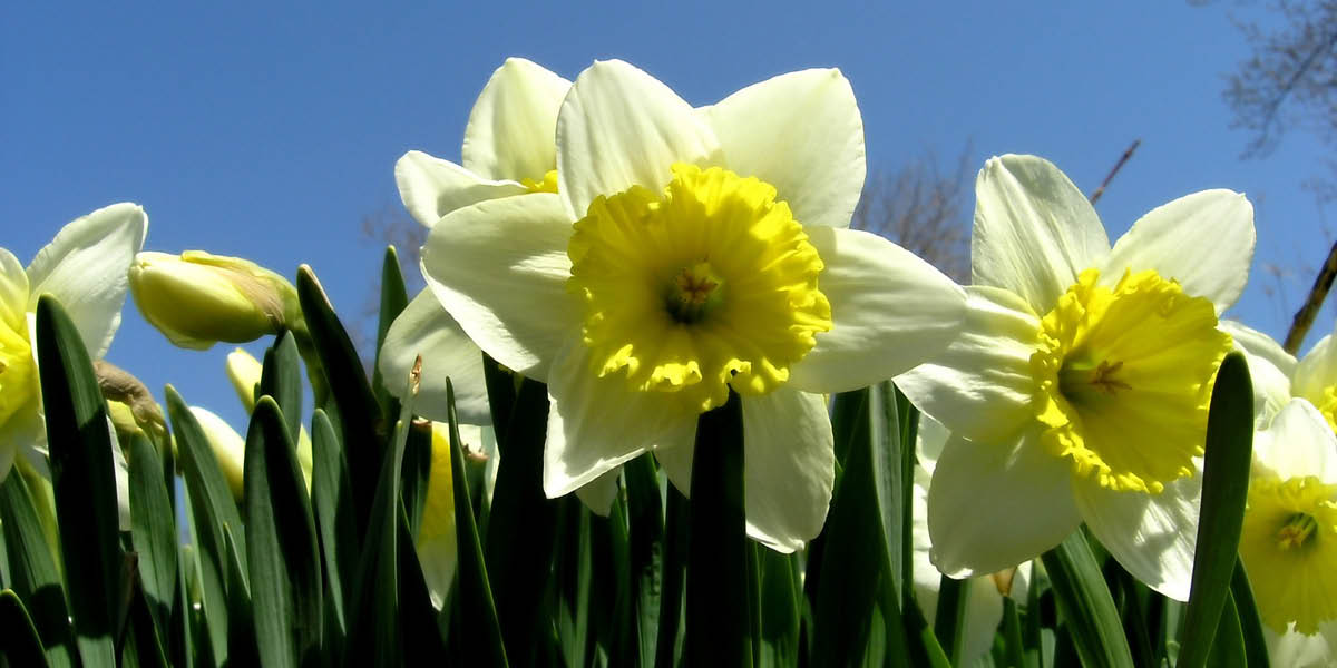The Garden in March - ‘Springing into Action’ - Old Railway Line Garden Centre