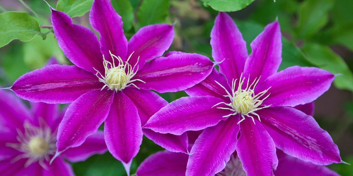 The Garden in May 2025- ‘The Darling Buds of May’ - Old Railway Line Garden Centre