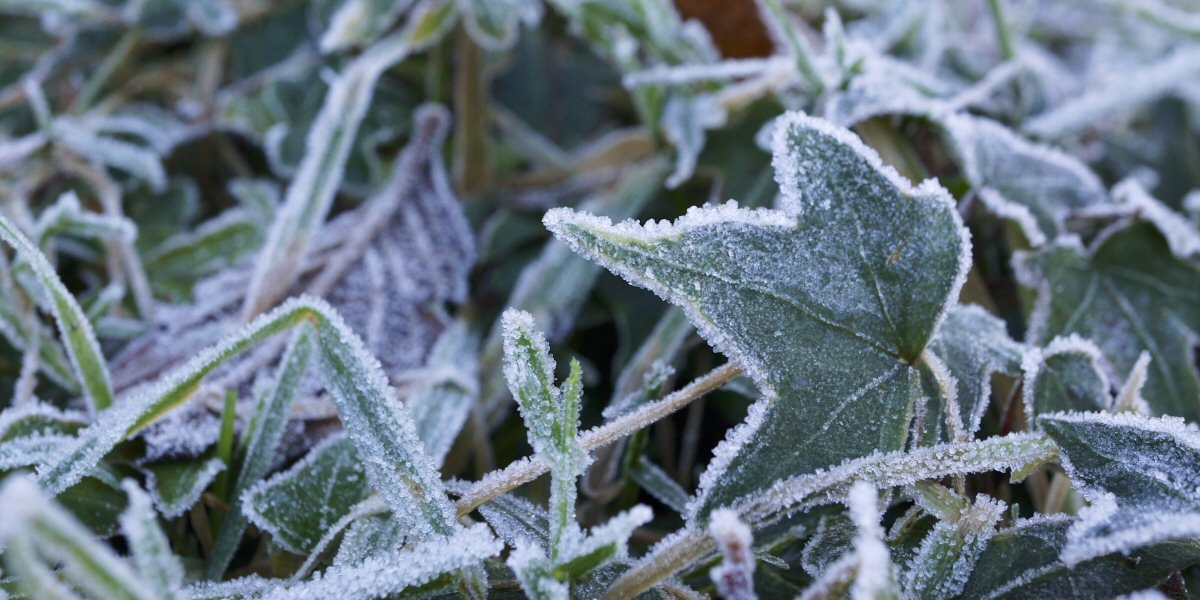 The Garden in November & Beyond 2020 - Old Railway Line Garden Centre