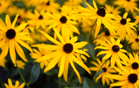 The Garden in October 2020 - Old Railway Line Garden Centre