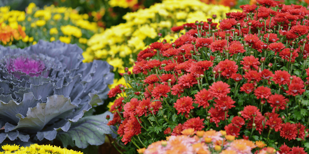 The Garden in September 2024- ‘Into the Autumn’ - Old Railway Line Garden Centre