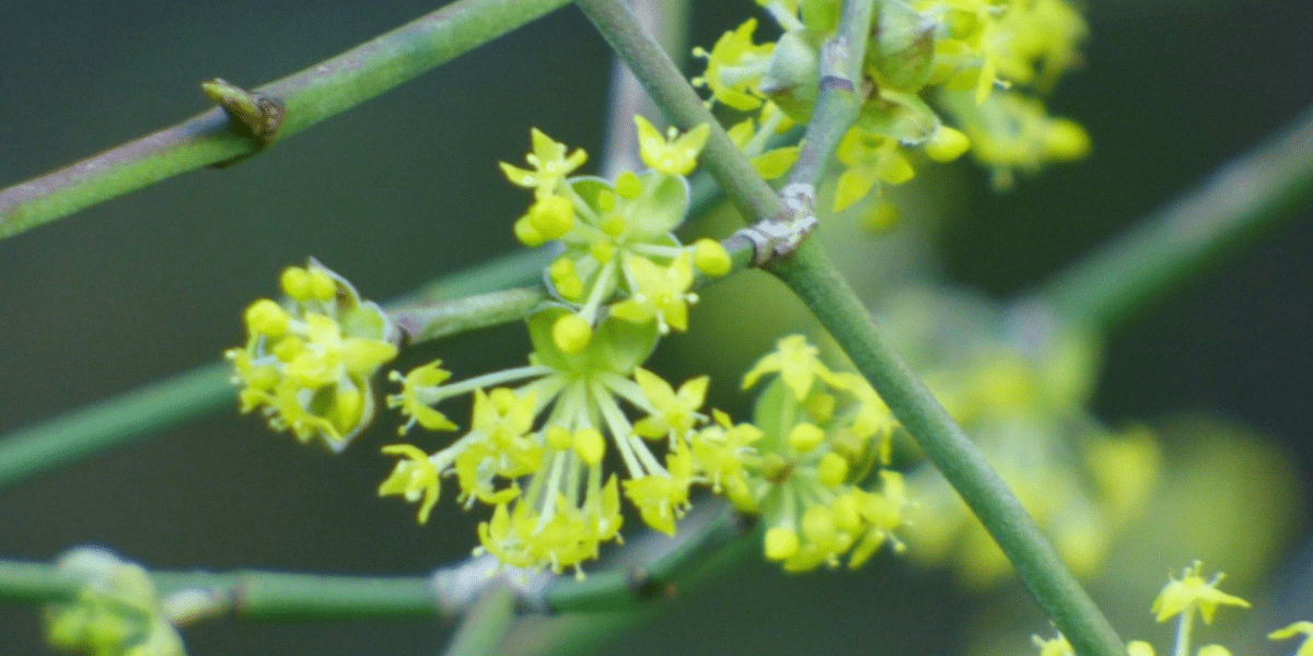 The January Garden 2023 - Old Railway Line Garden Centre