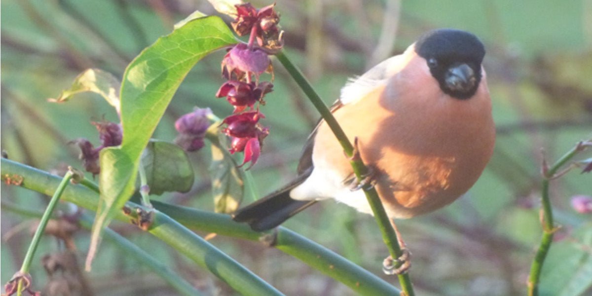 The January Garden at Aberglasney 2022 - Old Railway Line Garden Centre