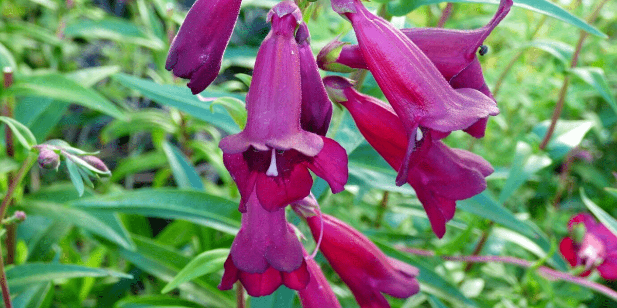 The July Garden 2022 - Old Railway Line Garden Centre