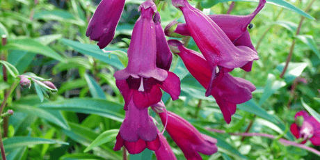 The July Garden 2022 - Old Railway Line Garden Centre