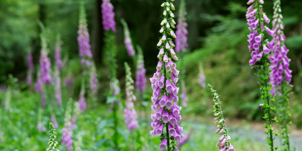The July Garden 2023 - Old Railway Line Garden Centre
