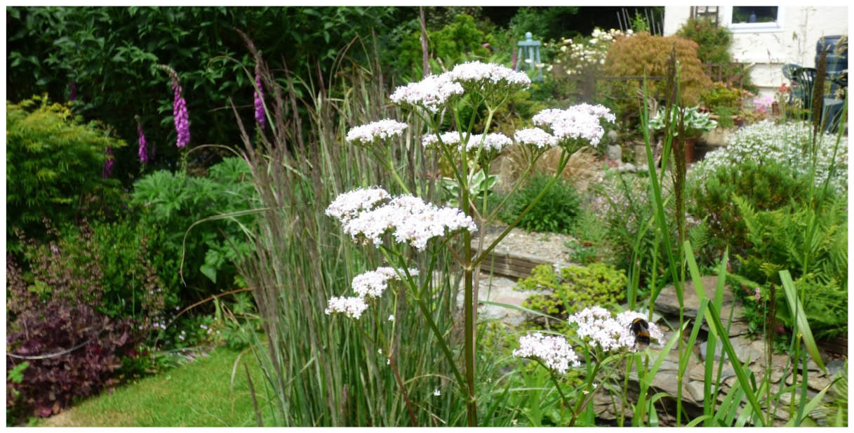 The June Garden 2023 - Old Railway Line Garden Centre