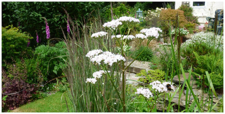 The June Garden 2023 - Old Railway Line Garden Centre
