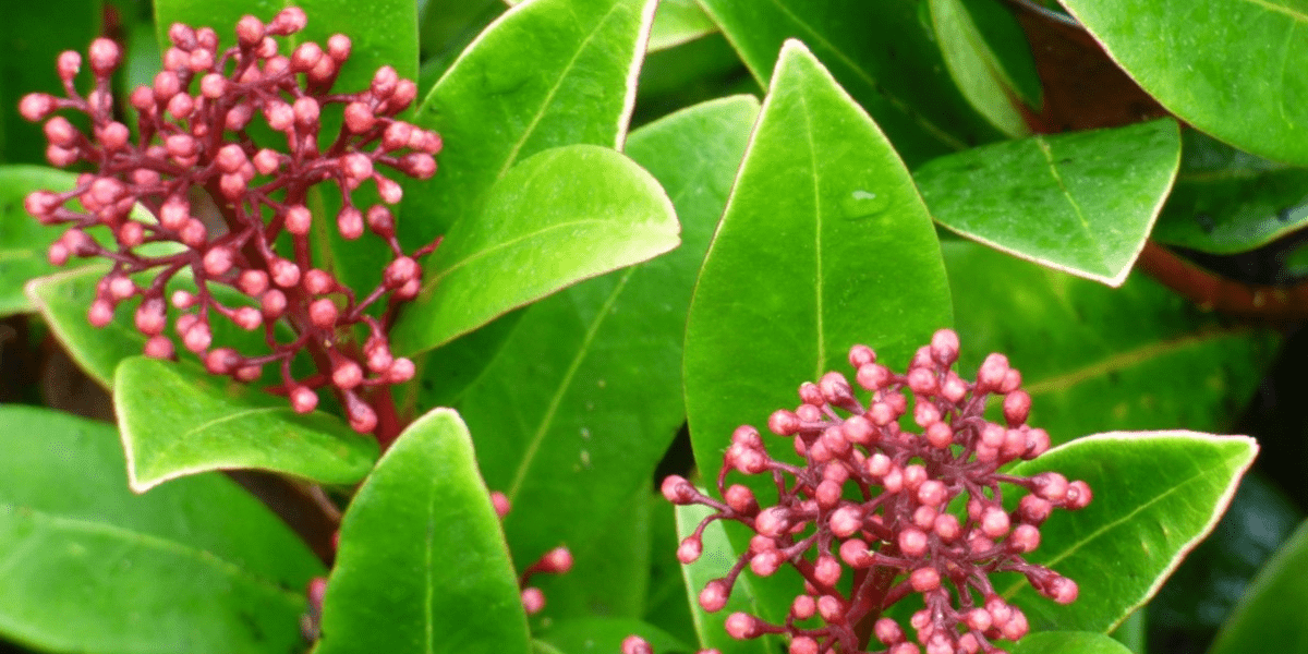 The November Garden 2022 - Old Railway Line Garden Centre