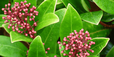 The November Garden 2022 - Old Railway Line Garden Centre