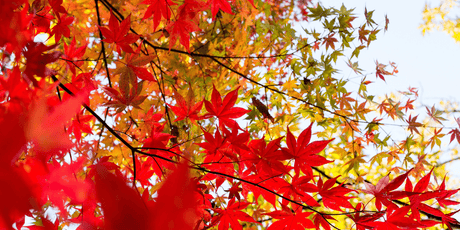 The November Garden 2023 - Old Railway Line Garden Centre