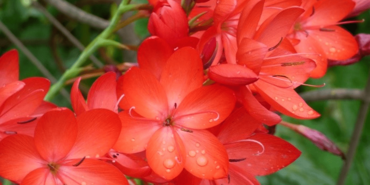 The October Garden 2022 - Old Railway Line Garden Centre