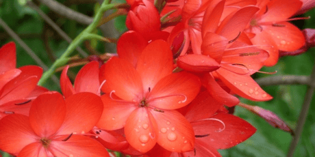 The October Garden 2022 - Old Railway Line Garden Centre