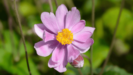 The September Garden 2020 - Old Railway Line Garden Centre