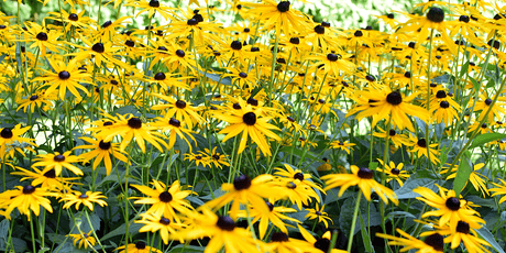 The September Garden 2022 - Old Railway Line Garden Centre