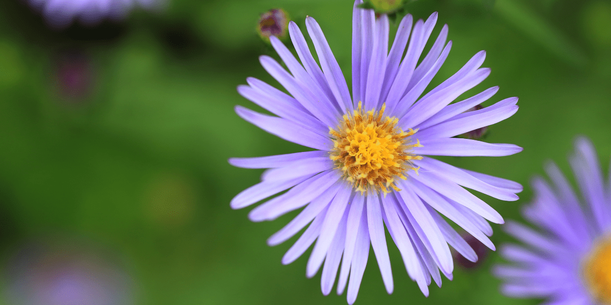 The September Garden - Old Railway Line Garden Centre