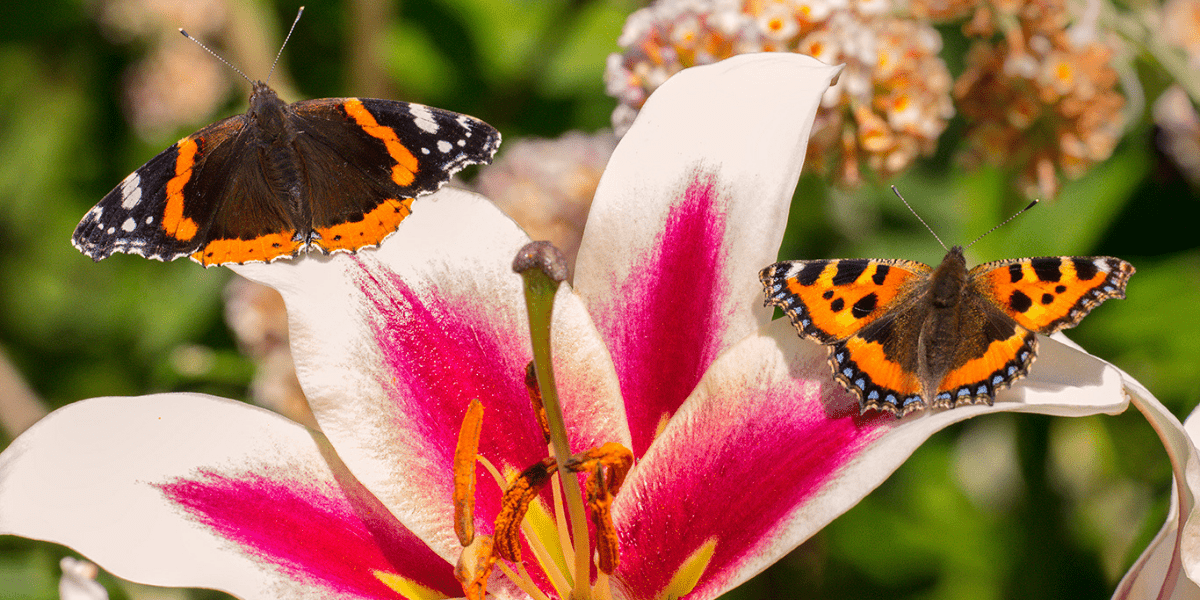 The September Garden at Aberglasney 2021 - Old Railway Line Garden Centre