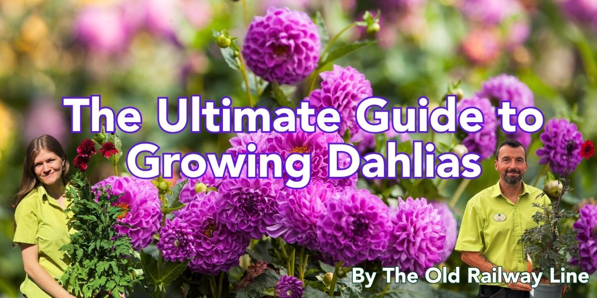 The Ultimate Guide to Growing Dahlias: Care Tips, Flowering Advice & How to Enjoy Them Indoors - Old Railway Line Garden Centre