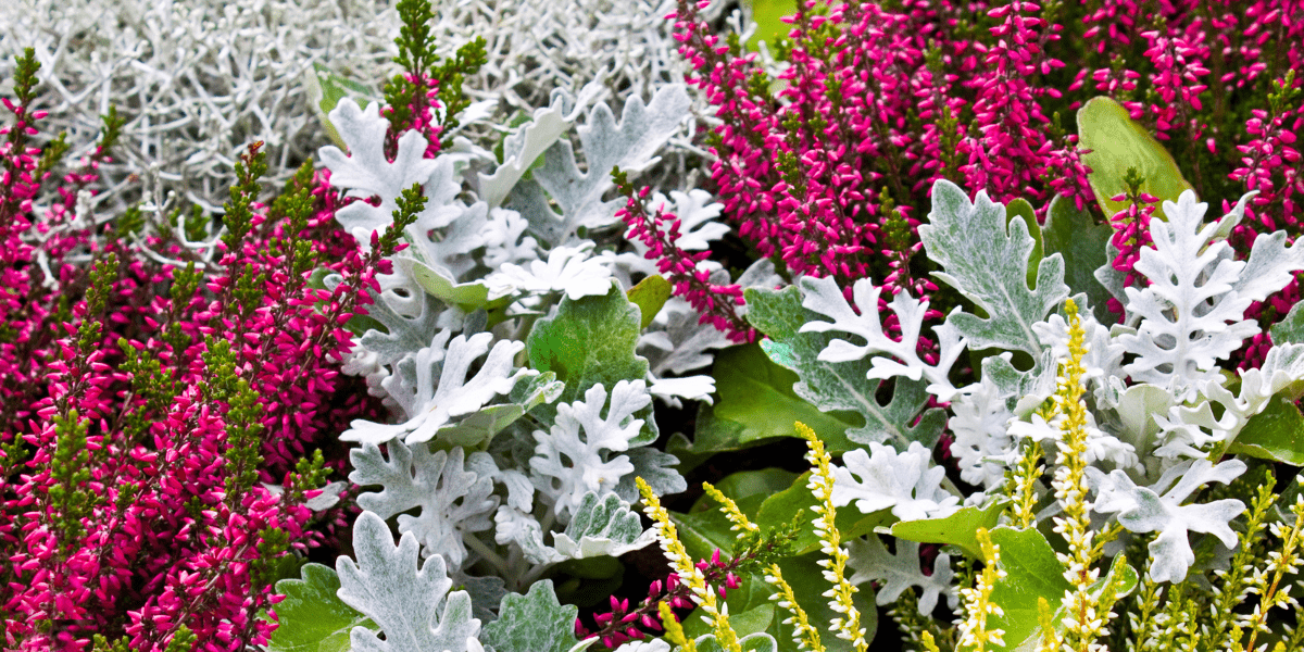 Top 5 Plants For Autumn Colour - Old Railway Line Garden Centre