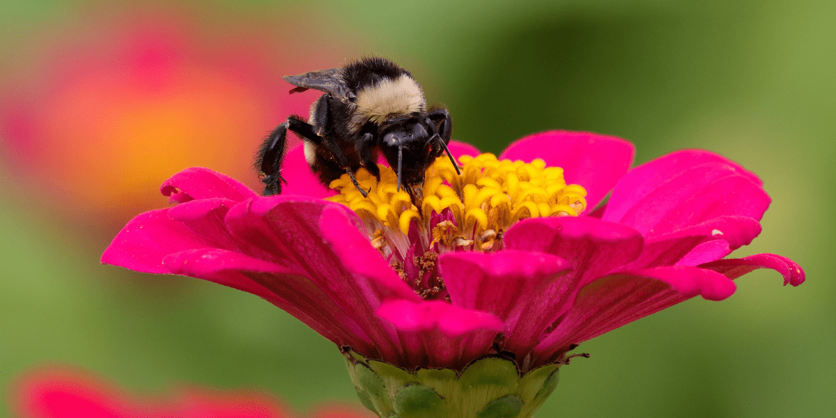 Top Plants for Pollinators: How to Attract Bees, Butterflies & More - Old Railway Line Garden Centre