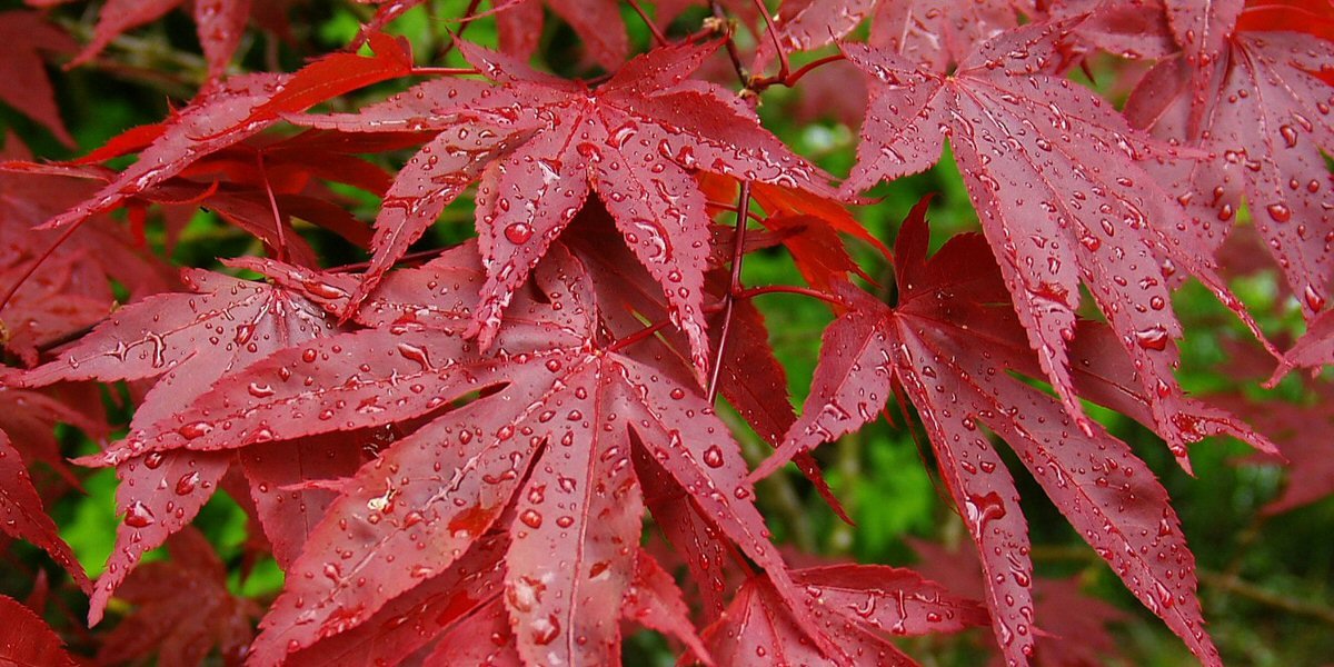 Trees in the Garden - Old Railway Line Garden Centre