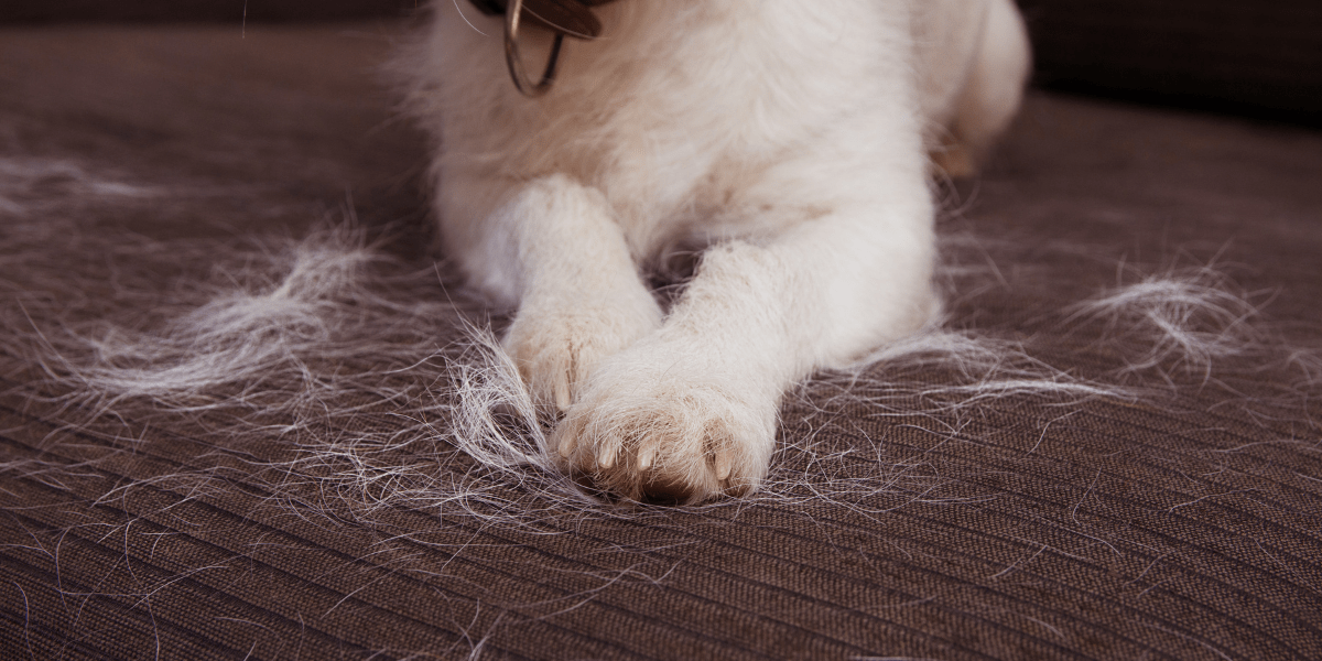 Why Dogs Shed More in Autumn & How to Help Them - Old Railway Line Garden Centre