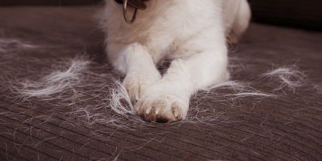 Why Dogs Shed More in Autumn & How to Help Them - Old Railway Line Garden Centre