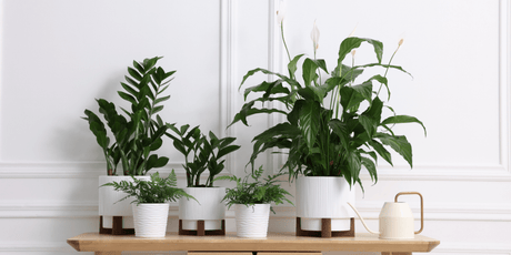 Why Houseplants Are Good for the Soul - Old Railway Line Garden Centre