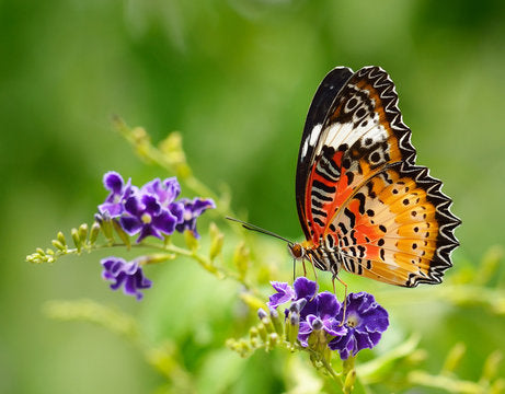 Top Plants for Butterflies 🦋