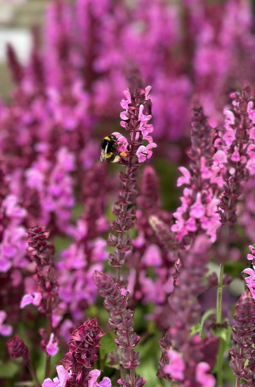 Top Plants For Bees 🐝