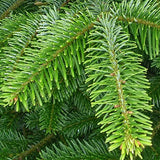 Nordmann Fir 80-100cm Pot Grown Christmas Tree
