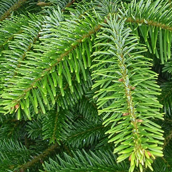 Nordmann 3-4ft Pot Grown Christmas Tree