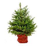 Nordmann 4-5ft Pot Grown Christmas Tree