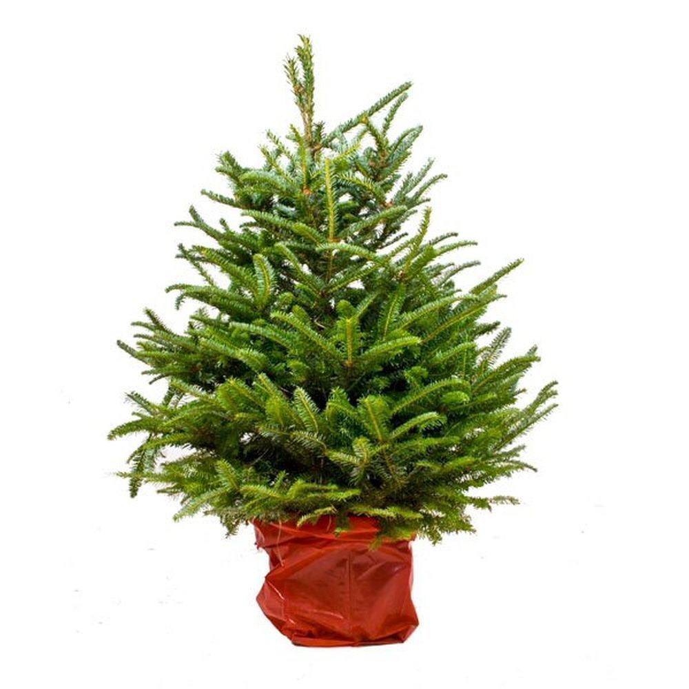Nordmann 3-4ft Pot Grown Christmas Tree