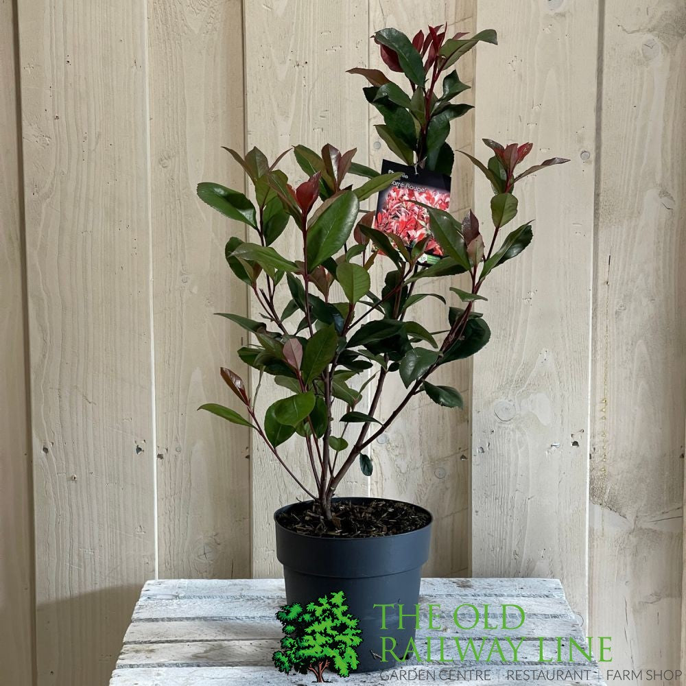 Photinia fraseri 'Carré Rouge' 2Ltr Pot (NL)