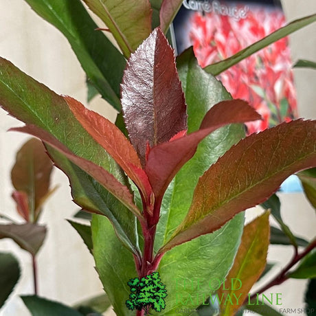Photinia fraseri 'Carré Rouge' 2Ltr Pot (NL)