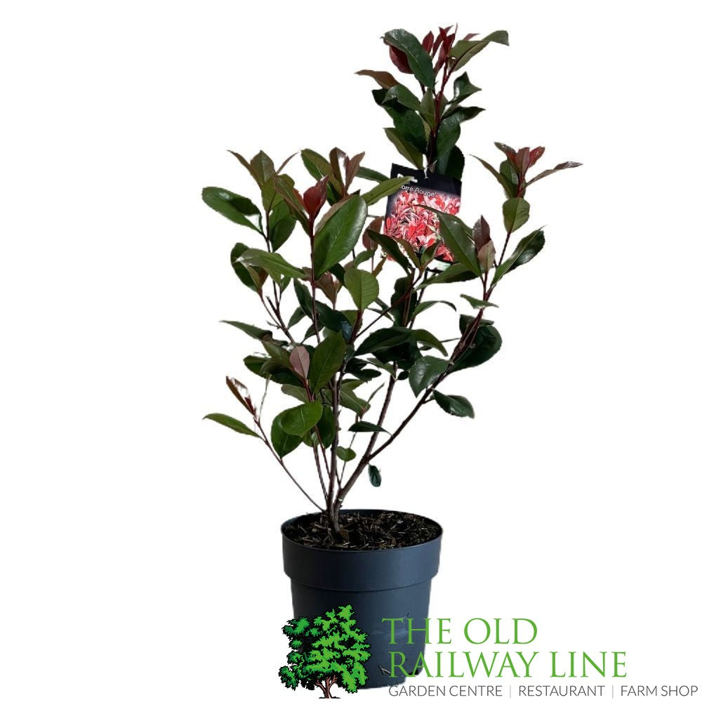 Photinia fraseri 'Carré Rouge' 2Ltr Pot (NL)