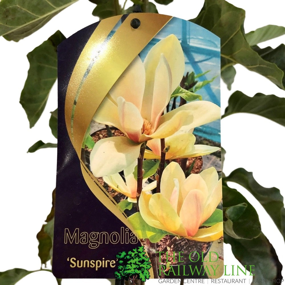 Magnolia 'Sunspire' 10Ltr Pot (NL)