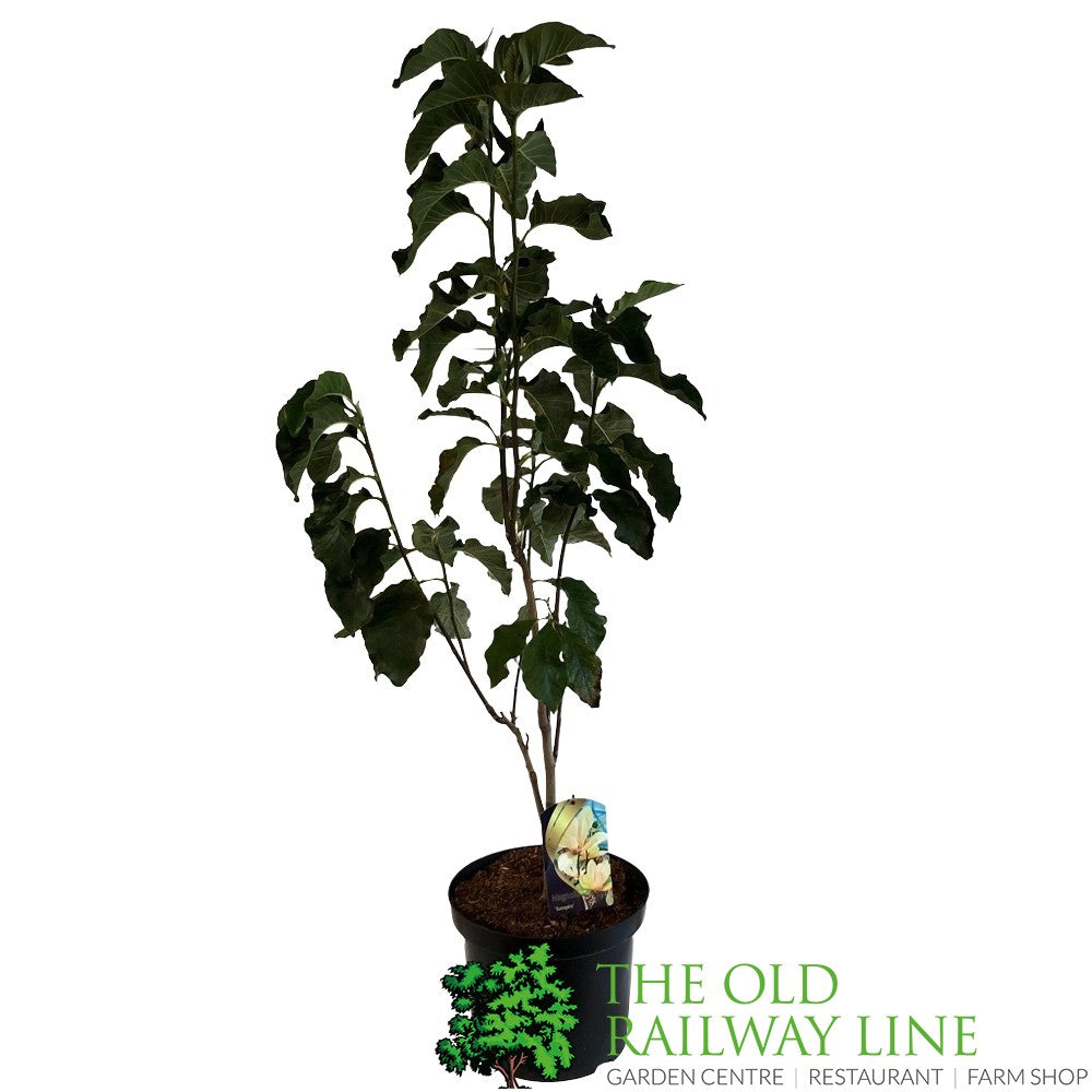 Magnolia 'Sunspire' 10Ltr Pot (NL)