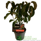 Viburnum plicatum Sealing Wax' 4Ltr Pot (NL)