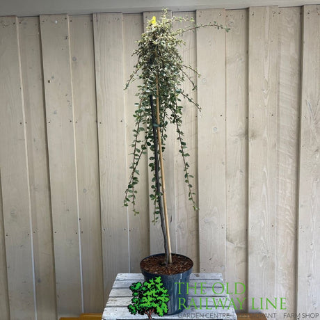 Cotoneaster 'Juliette' 80cm Tall (NL)