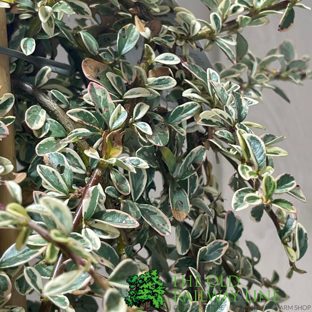 Cotoneaster 'Juliette' 80cm Tall (NL)