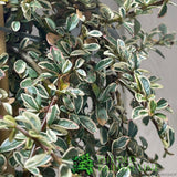 Cotoneaster 'Juliette' 80cm Tall (NL)