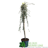 Cotoneaster 'Juliette' 80cm Tall (NL)