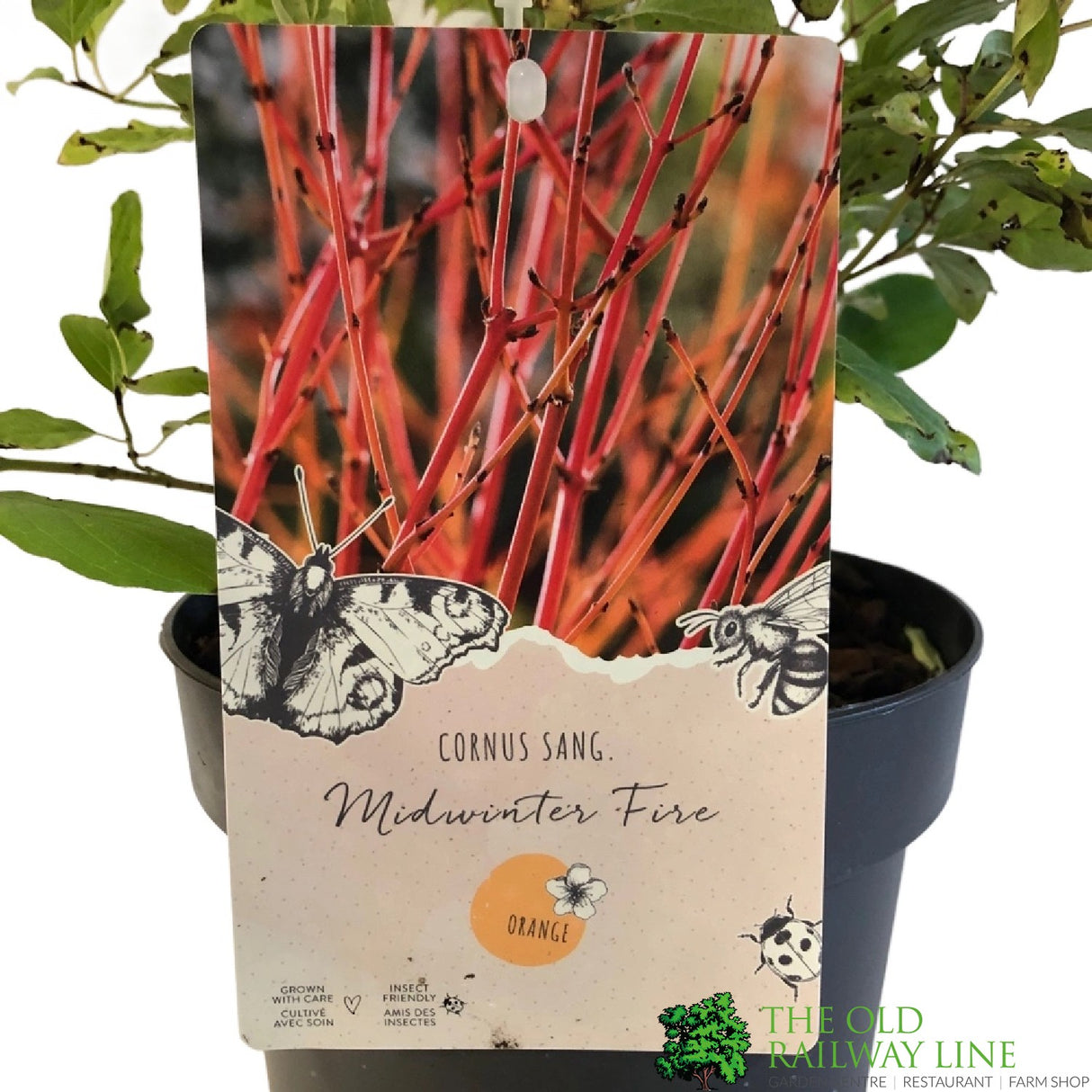 Cornus 'Midwinter Fire' Plant 3Ltr Pot (NL)