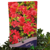 Azalea 'Geisha Red' Rhododendron Plant 3Ltr Pot (NL)