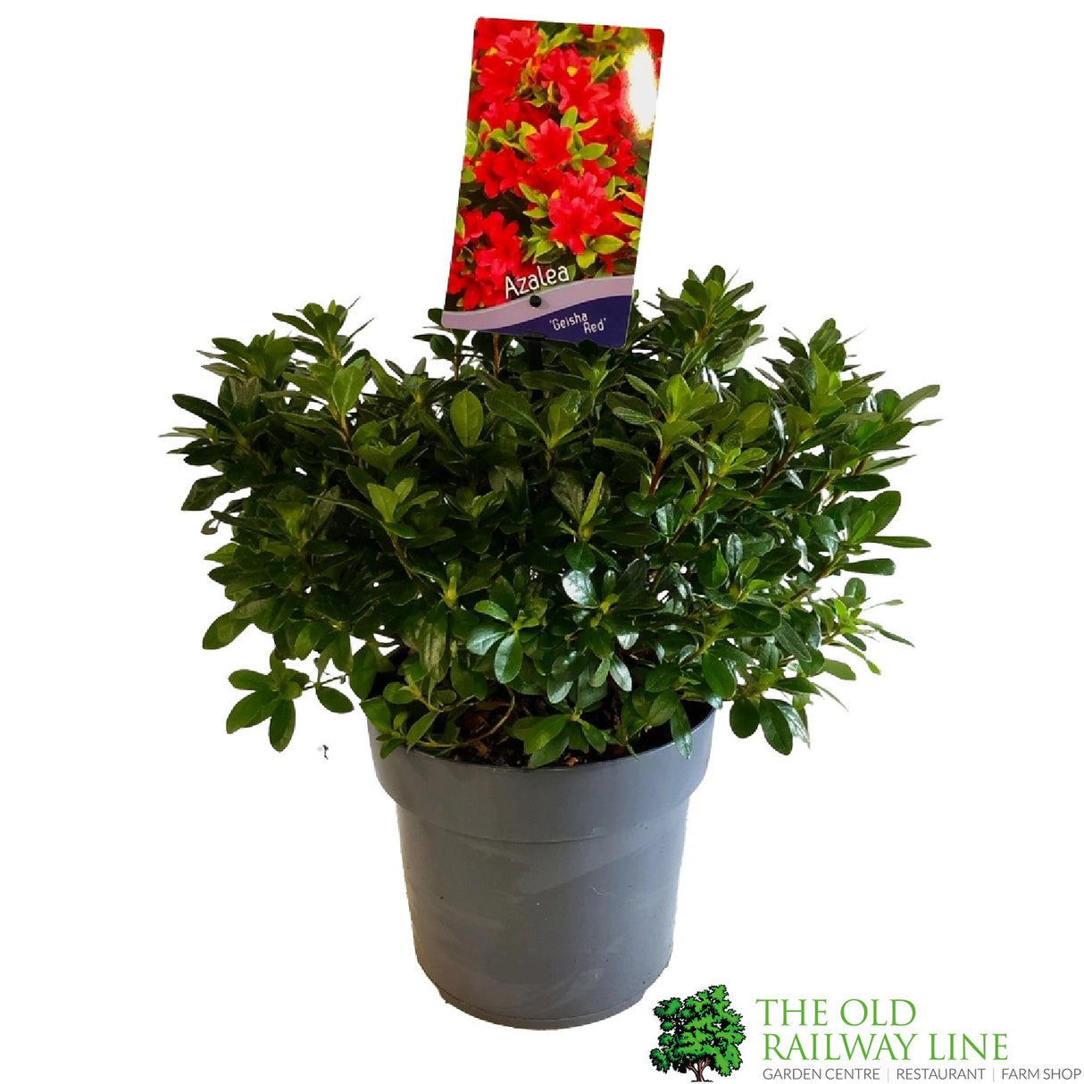 Azalea 'Geisha Red' Rhododendron Plant 3Ltr Pot (NL)