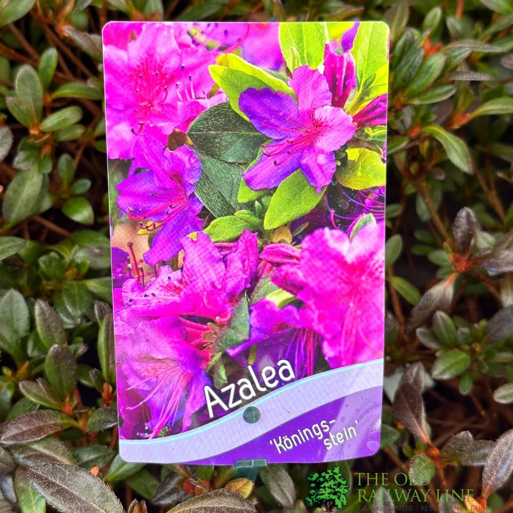 Azalea 'Königstein' Rhododendron Plant 3Ltr Pot (NL)