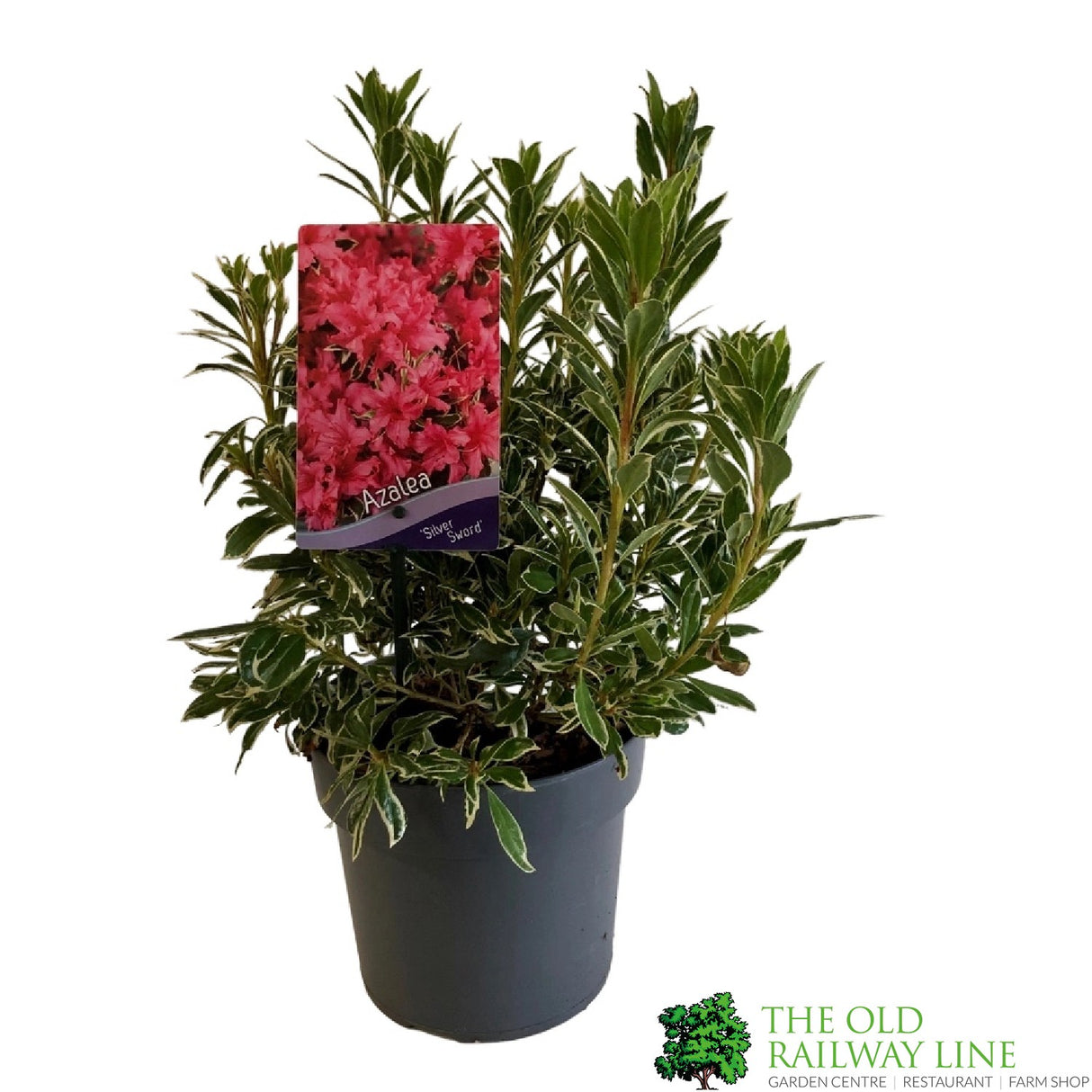 Azalea 'Silver Sword' Rhododendron Plant 3Ltr Pot (NL)